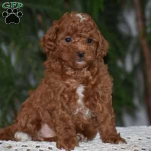 Merci, Cavapoo Puppy